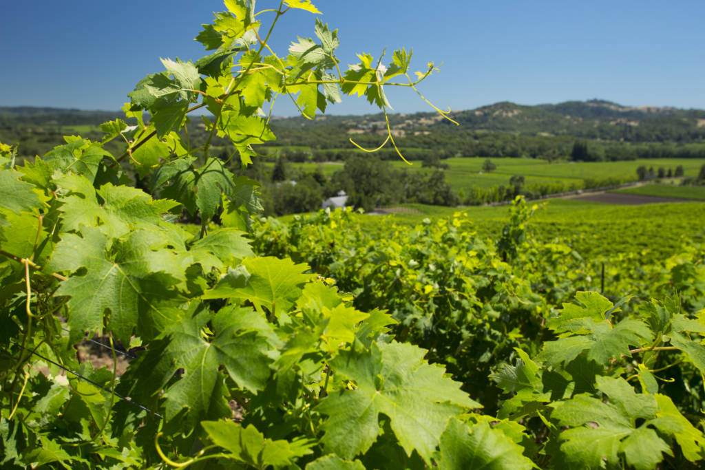 Alexander Valley Vineyards Winery