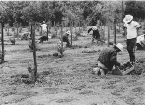 Grafting grapes at AVV in 1976